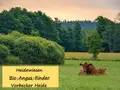 Heidewiesen Bio-Angus-Fleisch in Vorbeck Heidewiesen Bio-Angus-Fleisch in Vorbeck